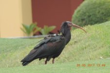 bald ibis.jpg