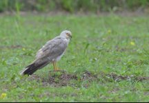 Male PALLID HARRIER, Skala Polichnitos, Eleni Lesvos Bird news  210417.JPG