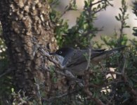 Western Orphean Warbler_Riad Titima_080417a.jpg