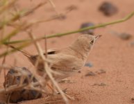 Africa Desert Warbler_Yasmina_200417b.jpg