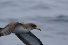 Cory's Shearwater (10 of 10).jpg