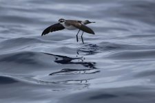 White-faced Storm-Petrel (2 of 2).jpg