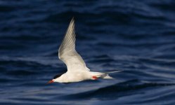 Common Tern (2 of 2).jpg