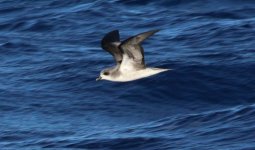 Fea's Petrel (4 of 5).jpg