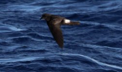 Madeiran Storm-Petrel (12 of 12).jpg