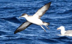 Manx Shearwater (4 of 7).jpg