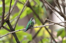 Glittering-bellied-Emerald.jpg