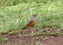 Rufous-bellied-Thrush.jpg