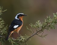 Moussiers Redstart_Ourigane_160417a.jpg