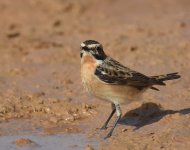 Whinchat_Gleb Jdiane_140417a.jpg