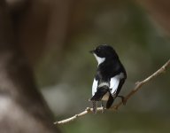 Pied Flycatcher_Dakhla_140417a.jpg