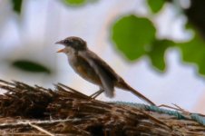 Young Brown Shrike begging.jpg