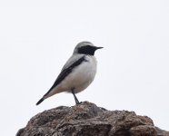 Seebohms Wheatear_Oukaimden_160417a.jpg