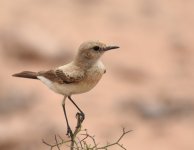 Desert Wheatear_Gleb Jdiane_110417a.jpg