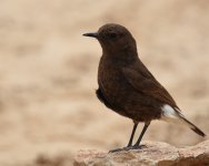 Black Wheatear_Dakhla_110417a.jpg