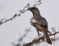 Desert Sparrow_Oued Jenna_120417a.jpg