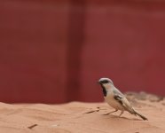 Desert Sparrow_Yasmina_200417c.jpg