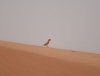 Desert Sparrow_Yasmina_200417a.jpg