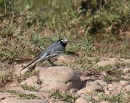 Moroccan Wagtail_Wadi Ksob_090417a.jpg