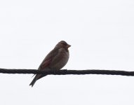 Crimson Winged Finch_Oukaimden_160417a.jpg