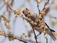 Hawfinch_Dayet Aoua_210417a.jpg