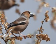 Hawfinch_Dayet Aoua_210417b.jpg