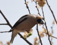 Hawfinch_Dayet Aoua_210417c.jpg