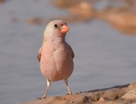 Trumpeter Finch_Gleb Jdiane_140417b.jpg