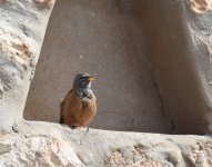 House Bunting_Riad Titima_080417a.jpg