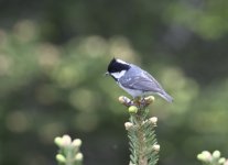 crested coal tit.JPG