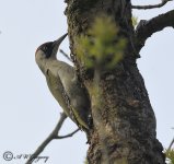 AWG Green Woodpecker.jpg