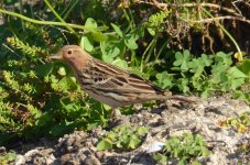 Anthus cervinus. Juanjo Bazan.jpg