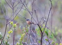 Gray-backed-Tachuri.jpg