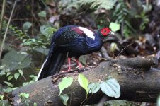 swinhoe pheasant2.JPG