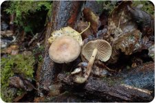Fungi-1-14.jpg