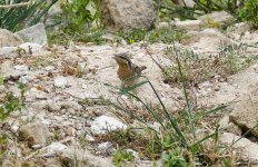 P1480637.jpeg  Wryneck 2..jpg