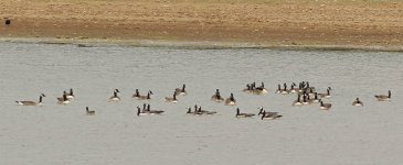 Canon 2017 JULY 16 137  Geese .jpg