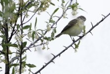 BellsVireo5-10-17DSC4191-Edit.jpg