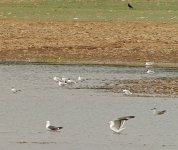 Canon 2017 JULY 16 137 Dunlin.jpg