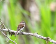 Pajaro misterioso 2 - Mindo.jpg