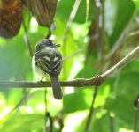 Pajaro misterioso 1 - Bellavista resized.jpg