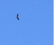 Griffon vulture cr Vaggelis Spatharis 230417.JPG
