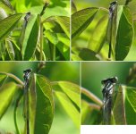 garden_damselfly.jpg