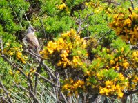 2017.05.09 Spectacled Warbler.JPG