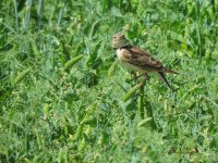 2017.05.09 Calandra Lark.JPG