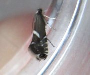 Glyphipterix forsterella.JPG