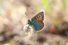 Provence Hairstreak sp 3.jpg