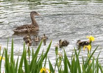 gadwall-9531.jpg