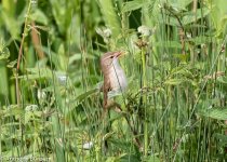 reed warbler-9438.jpg