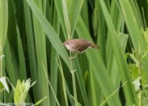 reed warbler-9434.jpg